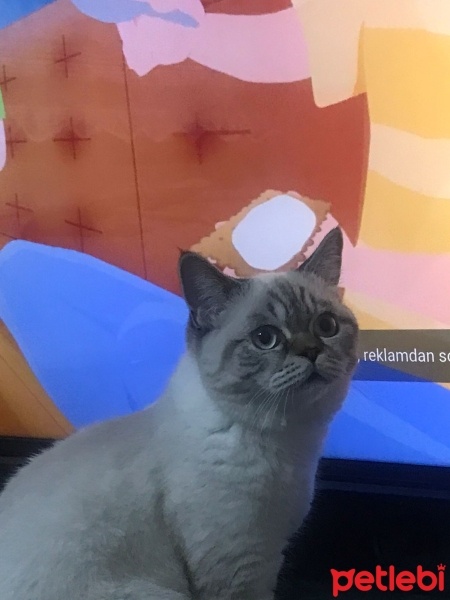 Scottish Fold, Kedi  Bulut fotoğrafı