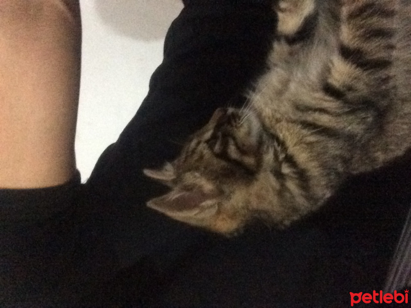 Tekir Kedi, Kedi  Duman fotoğrafı