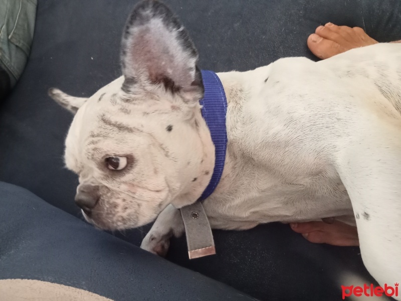 Fransız Bulldog, Köpek  İsabella fotoğrafı