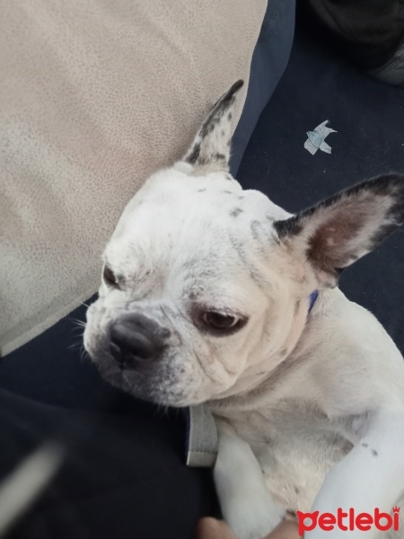 Fransız Bulldog, Köpek  İsabella fotoğrafı