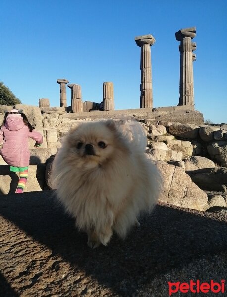 Pomeranyalı, Köpek  Linda fotoğrafı