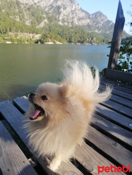 Pomeranyalı, Köpek  Linda fotoğrafı