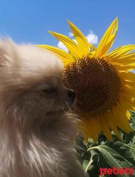 Pomeranyalı, Köpek  Linda fotoğrafı