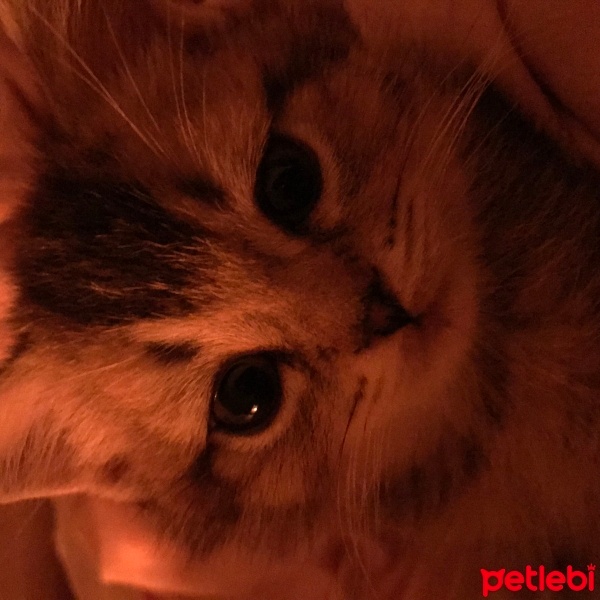 British Shorthair, Kedi  Tesla fotoğrafı