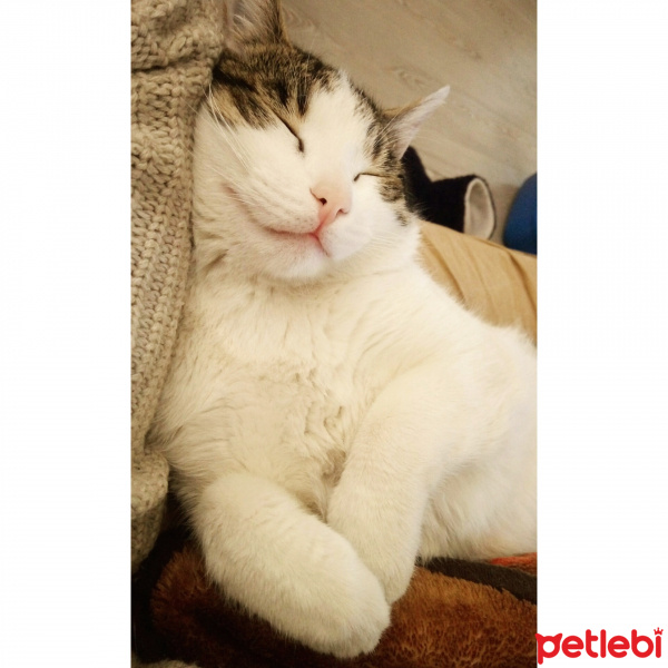 Tekir Kedi, Kedi  gomez fotoğrafı