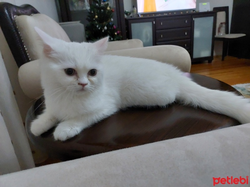 Brazilian Shorthair, Kedi  Duman fotoğrafı
