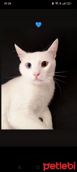 Van Kedisi, Kedi  Süt fotoğrafı