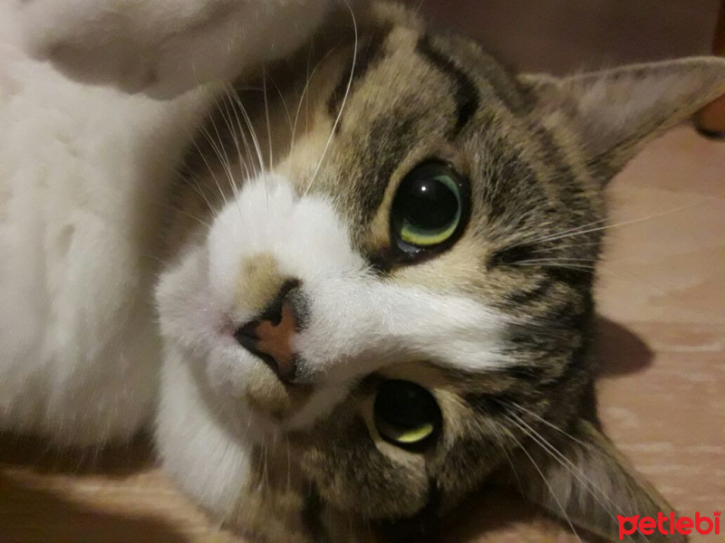 Tekir Kedi, Kedi  Şansli fotoğrafı