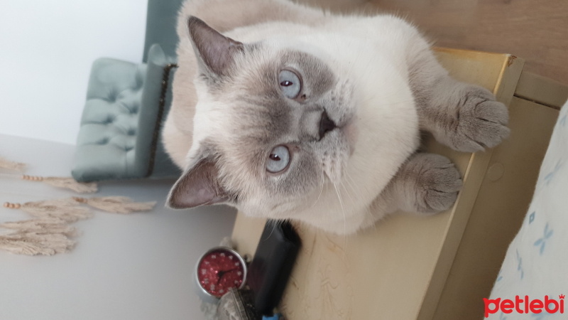 British Shorthair, Kedi  Sans fotoğrafı