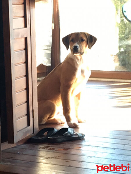 Sokö (Sokak Köpeği), Köpek  Ares fotoğrafı