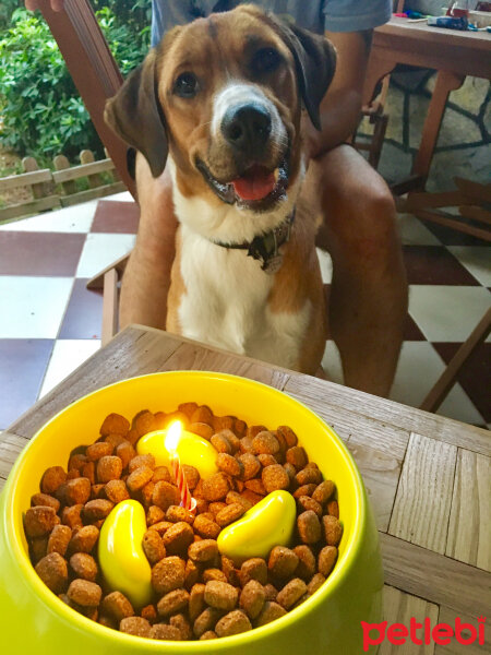 Sokö (Sokak Köpeği), Köpek  Ares fotoğrafı