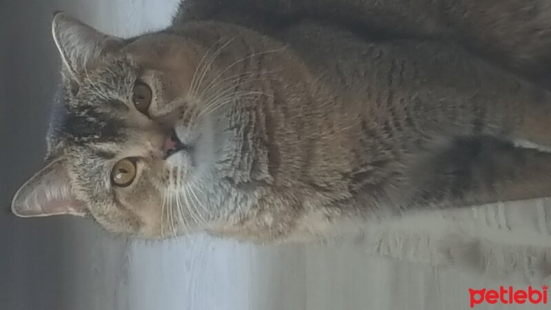 British Longhair, Kedi  Miyaki fotoğrafı