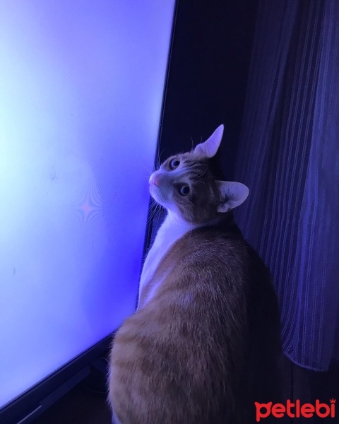 Tekir Kedi, Kedi  Venüs fotoğrafı