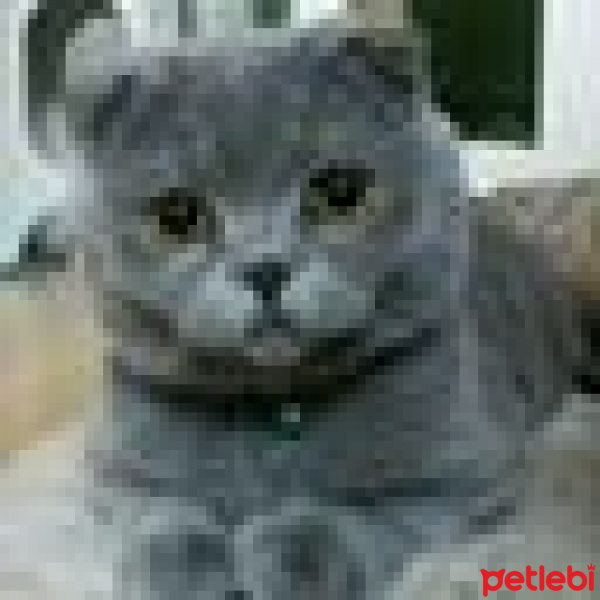 Scottish Fold, Kedi  ÇAKIL fotoğrafı