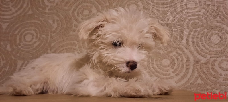 Maltese, Köpek  Lucky fotoğrafı