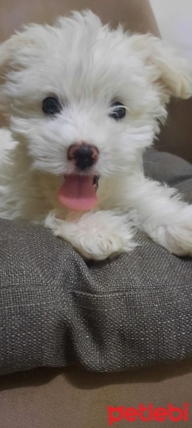 Maltese, Köpek  Lucky fotoğrafı