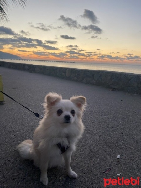 Pomeranyalı, Köpek  Çakıl fotoğrafı