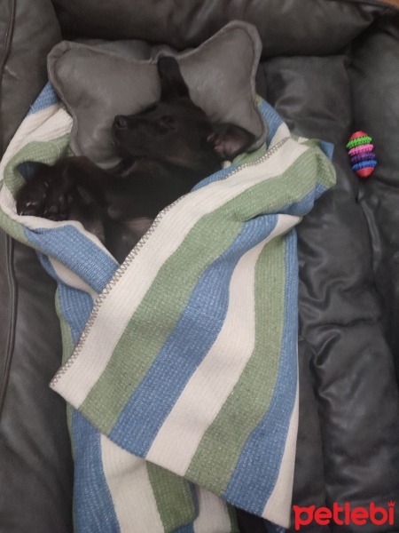 Labrador Retriever, Köpek  Sufle fotoğrafı