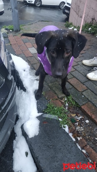 Labrador Retriever, Köpek  Sufle fotoğrafı