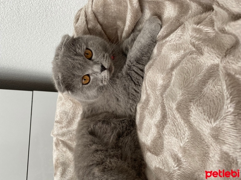 Scottish Fold, Kedi  Gölge fotoğrafı