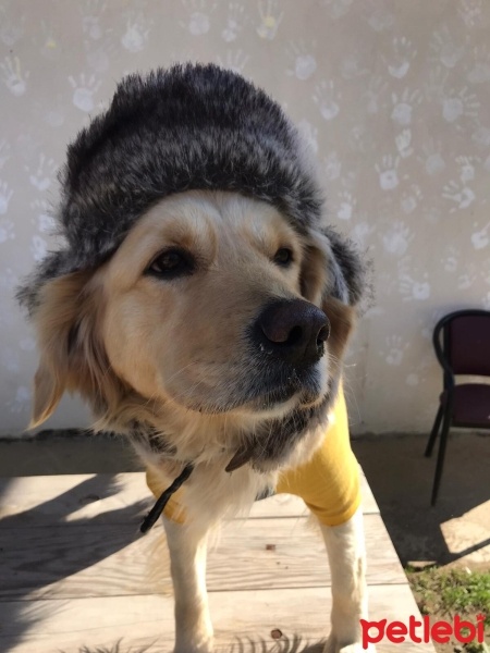 Golden Retriever, Köpek  Gofret fotoğrafı