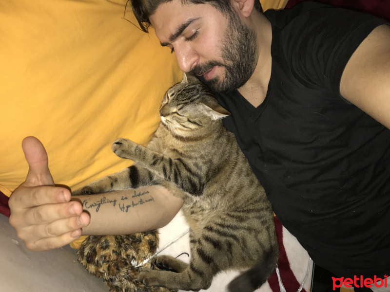Tekir Kedi, Kedi  Toprak fotoğrafı