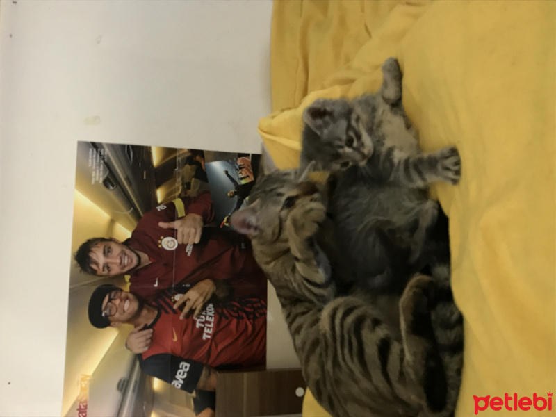 Tekir Kedi, Kedi  Toprak fotoğrafı