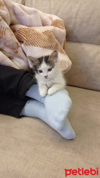 Tekir Kedi, Kedi  Pamuk fotoğrafı