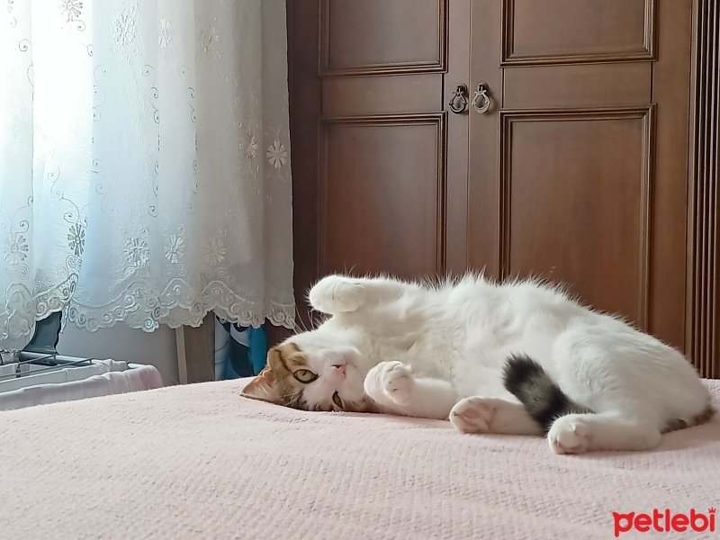 Tekir Kedi, Kedi  Dobby fotoğrafı