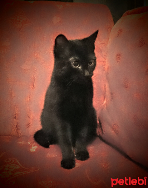 Tekir Kedi, Kedi  Uğur fotoğrafı