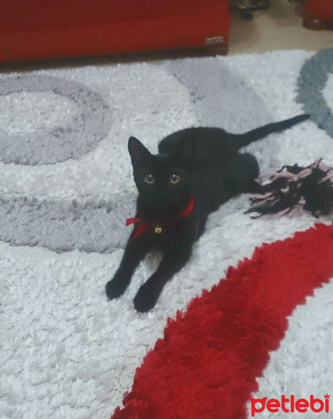 Tekir Kedi, Kedi  Uğur fotoğrafı