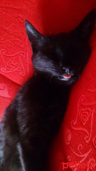 Tekir Kedi, Kedi  Uğur fotoğrafı