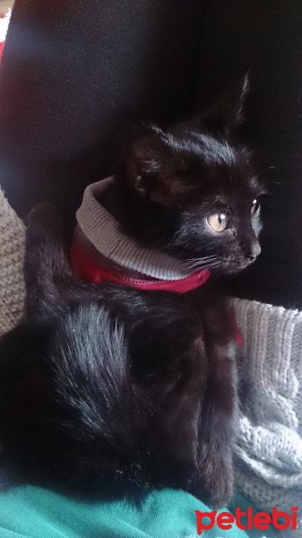 Tekir Kedi, Kedi  Uğur fotoğrafı