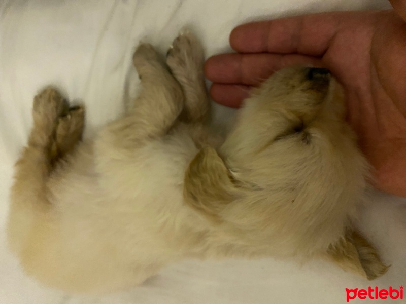 Golden Retriever, Köpek  Ares fotoğrafı