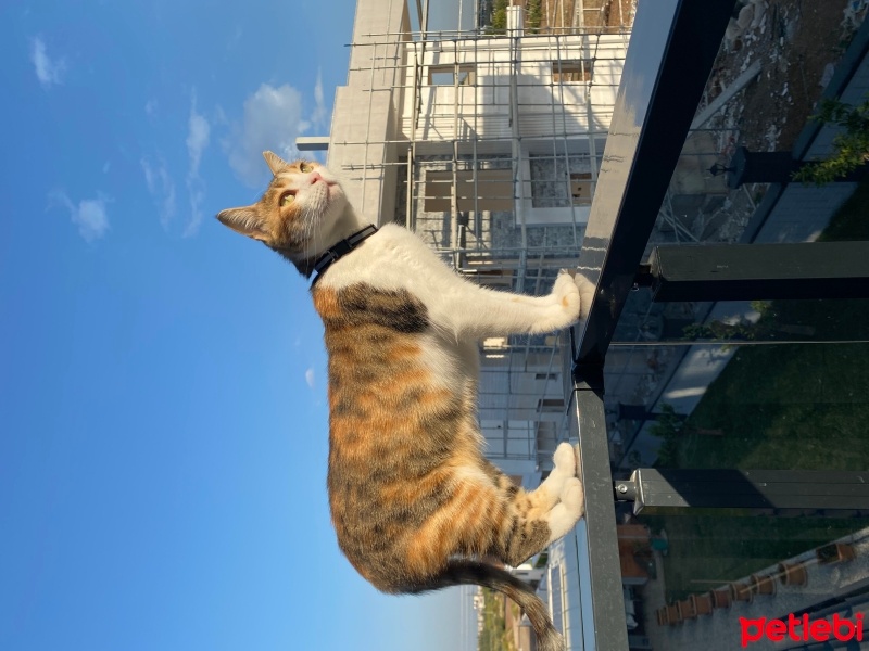 Tekir Kedi, Kedi  Ponçik fotoğrafı