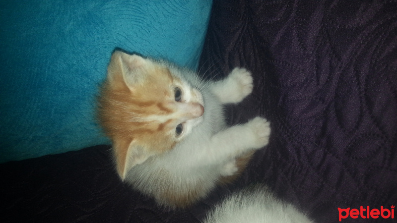 Tekir Kedi, Kedi  Tarçın  fotoğrafı