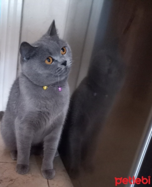 British Shorthair, Kedi  Lokum fotoğrafı