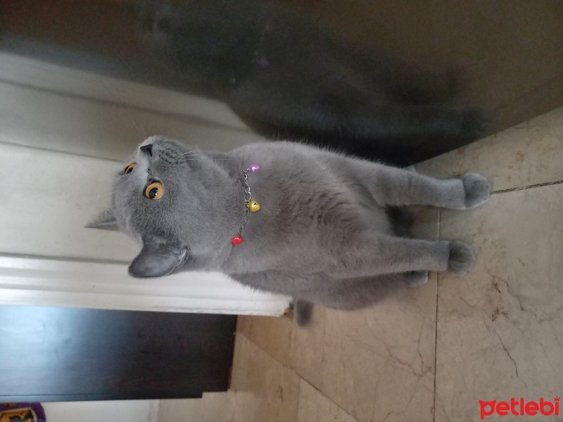 British Shorthair, Kedi  Lokum fotoğrafı