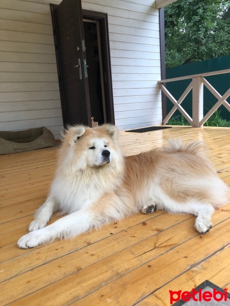 Akita İnu, Köpek  Genso fotoğrafı