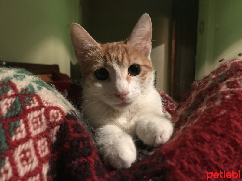 Tekir Kedi, Kedi  Bal fotoğrafı