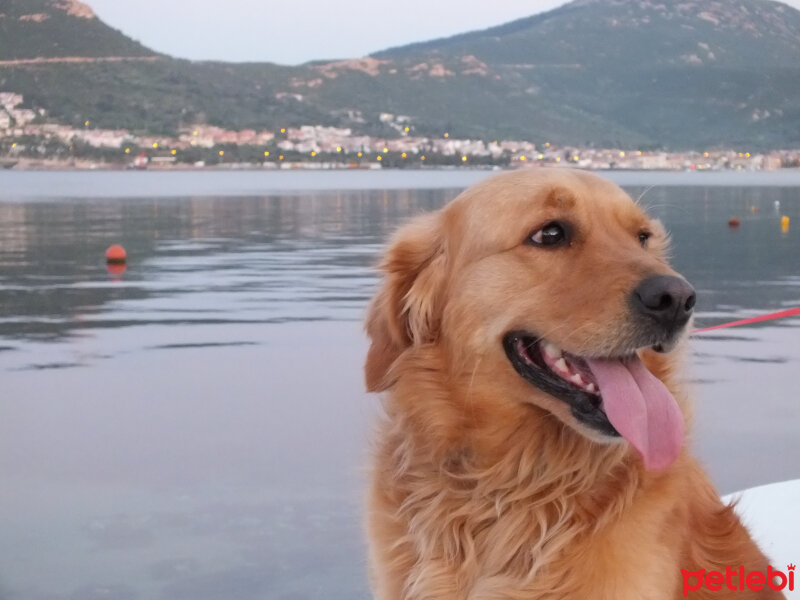 Golden Retriever, Köpek  tarçın fotoğrafı