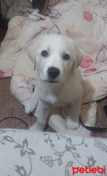 Golden Retriever, Köpek  Mecnun fotoğrafı