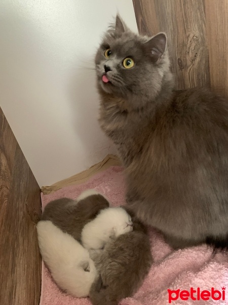 British Longhair, Kedi  Gece fotoğrafı
