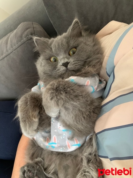 British Longhair, Kedi  Gece fotoğrafı