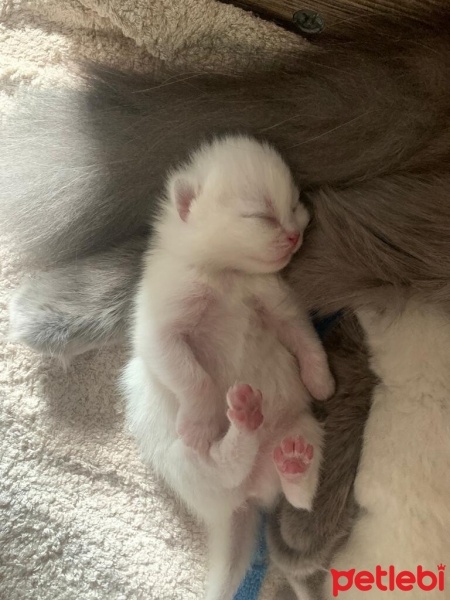 British Longhair, Kedi  Gece fotoğrafı