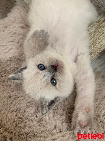 British Longhair, Kedi  Gece fotoğrafı