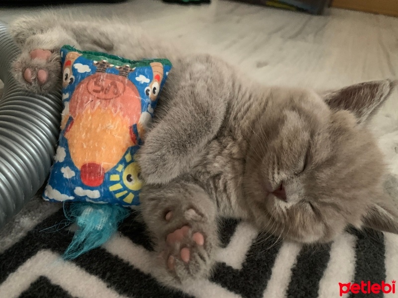 British Longhair, Kedi  Gece fotoğrafı
