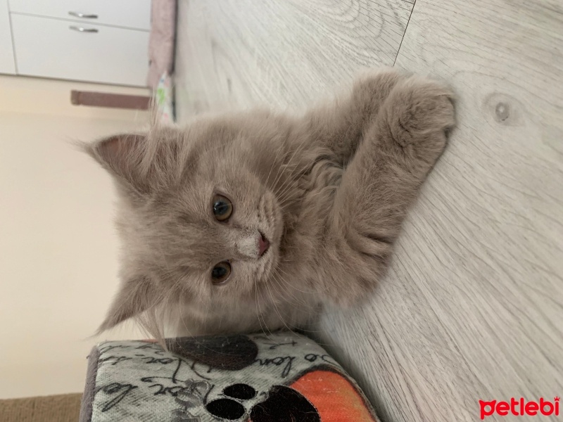 British Longhair, Kedi  Gece fotoğrafı