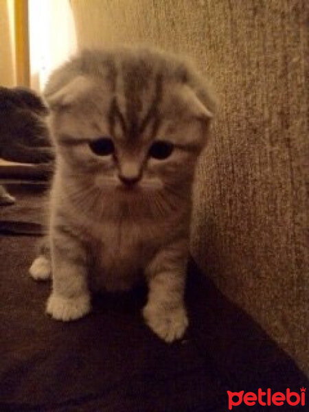 Scottish Fold, Kedi  Lena fotoğrafı