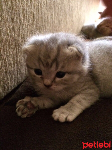 Scottish Fold, Kedi  Lena fotoğrafı